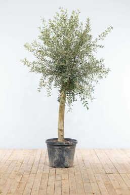 L'Olivier / Olea Europaea Sur tige/stipe/tronc 150-175 cm