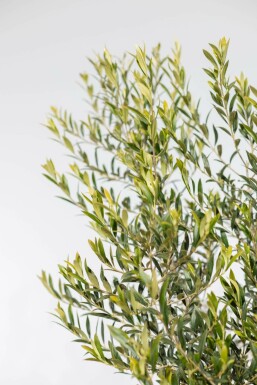 L'Olivier / Olea Europaea Sur tige/stipe/tronc 150-175 cm