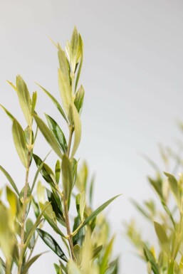 L'Olivier / Olea Europaea Sur tige/stipe/tronc 150-175 cm