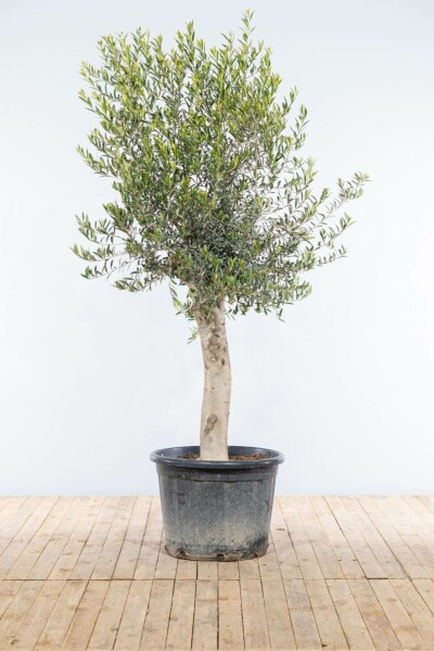 L'Olivier / Olea Europaea Sur tige/stipe/tronc 175-200 cm