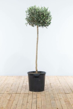 L'Olivier / Olea Europaea Sur tige/stipe/tronc 125-150 cm