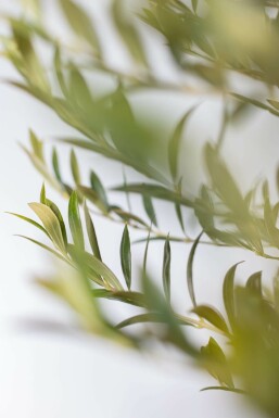L'Olivier / Olea Europaea Sur tige/stipe/tronc 125-150 cm