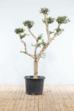 L'Olivier / Olea Europaea ponpon 175-200 cm