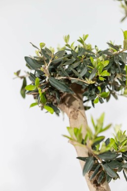 Olivier d'Europe Olea europaea Pom Pom 20-30 175-200 Pot L'Olivier / Olea Europaea ponpon 175-200 cm