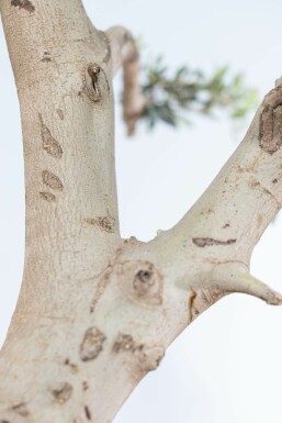 Olivier d'Europe Olea europaea Pom Pom 50-60 200-225 Pot L'Olivier / Olea Europaea ponpon 200-225 cm