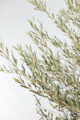 L'Olivier / Olea Europaea Soucoupe 150-175 cm