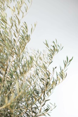 L'Olivier / Olea Europaea Soucoupe 150-175 cm