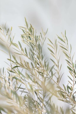 L'Olivier / Olea Europaea Soucoupe 200-225 cm