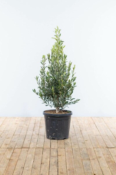 L'Olivier / Olea Europaea Arbuste 175-200 cm
