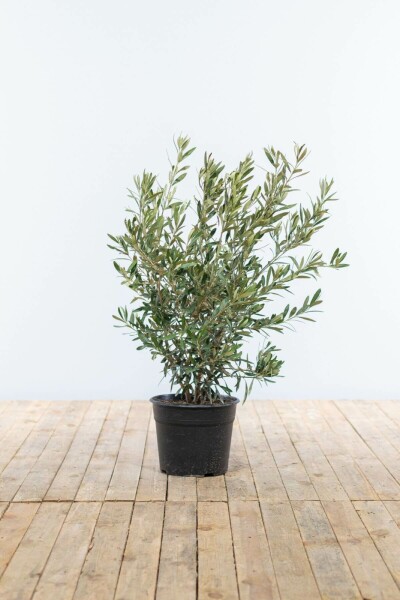 L'Olivier / Olea Europaea Arbuste 60-80 cm