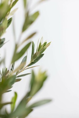 Olivier d'Europe Olea europaea Arbuste 60-80 Pot L'Olivier / Olea Europaea Arbuste 60-80 cm