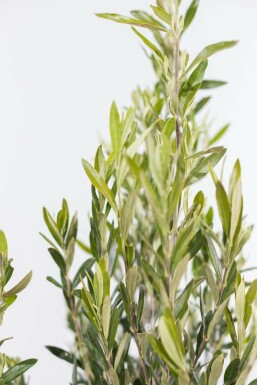 L'Olivier / Olea Europaea Arbuste 60-80 cm