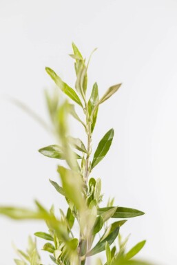 L'Olivier / Olea Europaea Arbuste 60-80 cm
