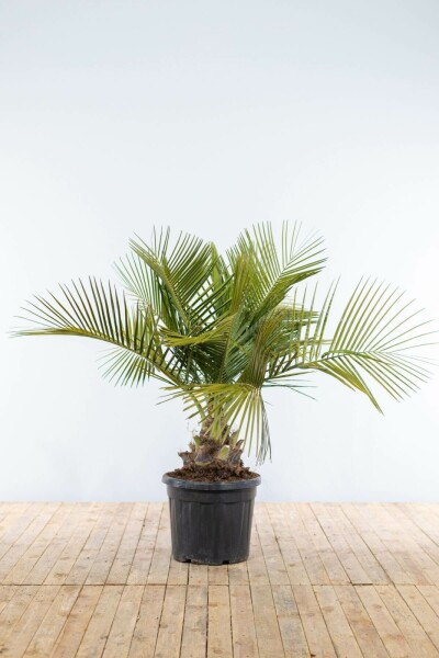 Butia capité Butia capitata Arbuste 125-150 Pot Palmier / Butia Capitata Arbuste 125-150 cm