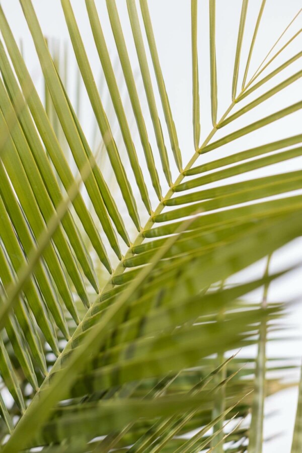 Butia capité Butia capitata Arbuste 150-175 Pot Palmier / Butia Capitata Arbuste 150-175 cm