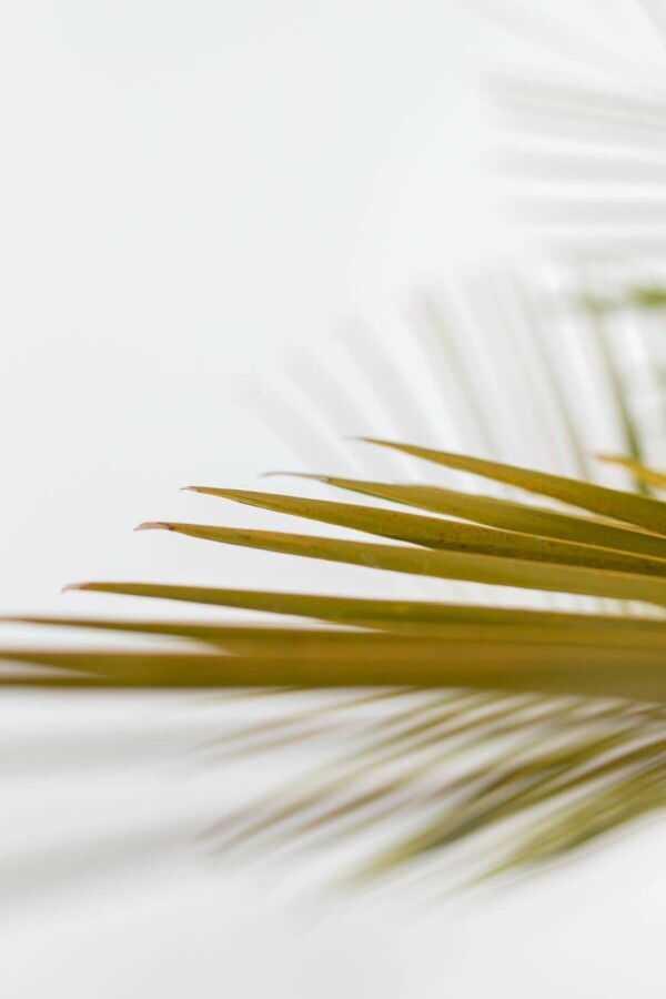 Butia capité Butia capitata Arbuste 150-175 Pot Palmier / Butia Capitata Arbuste 150-175 cm