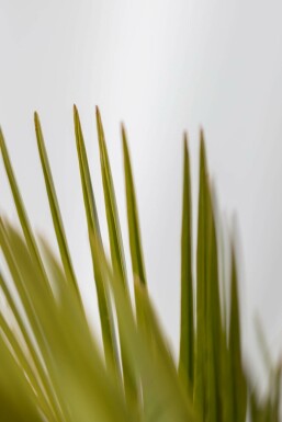 Butia capité Butia capitata Arbuste 150-175 Pot Palmier / Butia Capitata Arbuste 150-175 cm