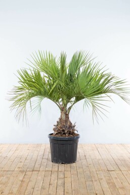 Palmier / Butia Capitata Arbuste 175-200 cm