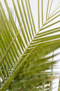 Butia capité Butia capitata Arbuste 175-200 Pot Palmier / Butia Capitata Arbuste 175-200 cm