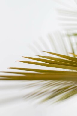 Butia capité Butia capitata Arbuste 175-200 Pot Palmier / Butia Capitata Arbuste 175-200 cm