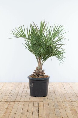 Palmier / Butia Capitata Arbuste 60-80 cm