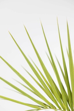 Palmier / Butia Capitata Arbuste 80-100 cm