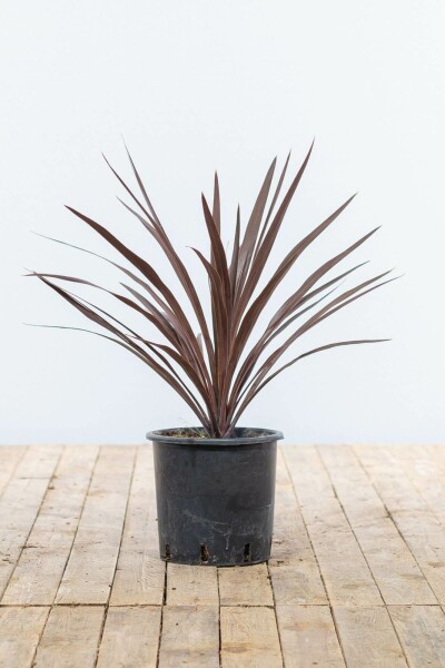 Cordyline australe Cordyline australis 'Red Star' Arbuste 60-80 Pot Palmier / Cordyline Australis Red Star Arbuste 60-80 cm