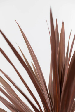 Cordyline australe Cordyline australis 'Red Star' Arbuste 60-80 Pot Palmier / Cordyline Australis Red Star Arbuste 60-80 cm