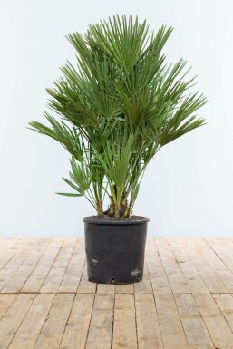 Chamaerops humble Chamaerops humilis Arbuste 100-125 Pot Palmier Nain / Chamaerops Humilis Arbuste 100-125 cm