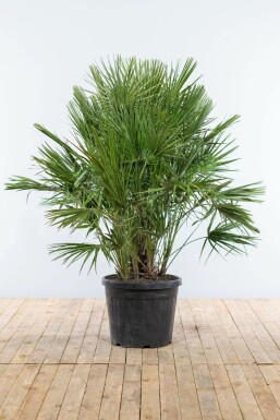 Palmier Nain / Chamaerops Humilis Arbuste