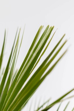 Palmier Nain / Chamaerops Humilis Arbuste 40-60 cm