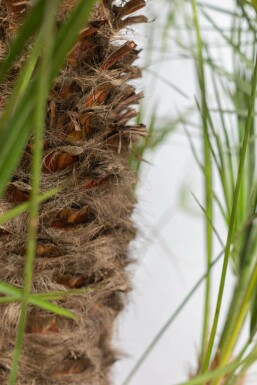 Palmier Nain / Chamaerops Humilis Arbuste 40-60 cm