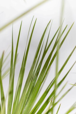 Palmier Nain / Chamaerops Humilis Arbuste 40-60 cm