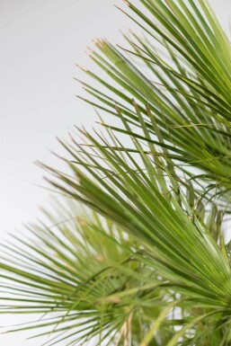 Palmier Nain / Chamaerops Humilis Arbuste 40-60 cm