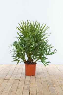 Palmier Nain / Chamaerops Humilis Arbuste 60-80 cm