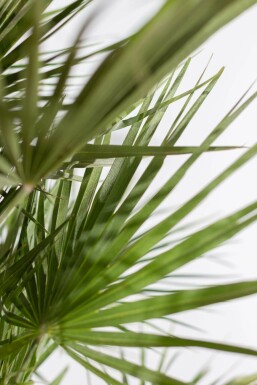 Palmier Nain / Chamaerops Humilis Arbuste 60-80 cm