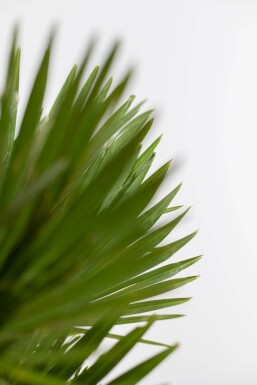 Palmier Vulcano / Chamaerops Humilis Vulcano Arbuste 40-60 cm