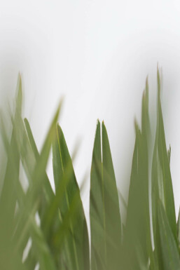 Chamaerops humble Chamaerops humilis 'Vulcano' Arbuste 40-60 Pot Palmier Vulcano / Chamaerops Humilis Vulcano Arbuste 40-60 cm