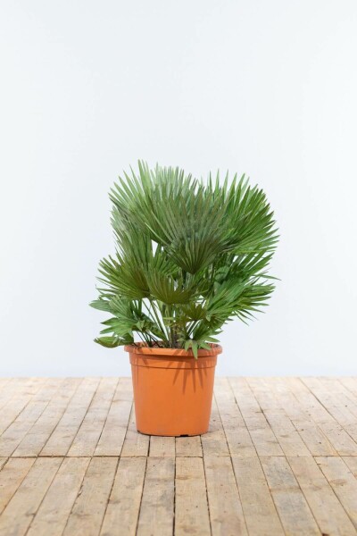 Palmier Vulcano / Chamaerops Humilis Vulcano Arbuste 80-100 cm