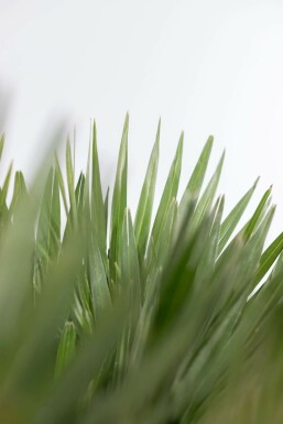Palmier Vulcano / Chamaerops Humilis Vulcano Arbuste 80-100 cm
