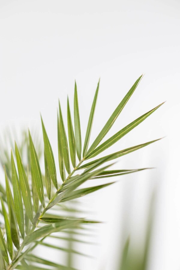 Phénix des Canaries Phoenix canariensis Arbuste 100-125 Pot Dattier des Canaries / Phoenix Canariensis Arbuste 100-125 cm