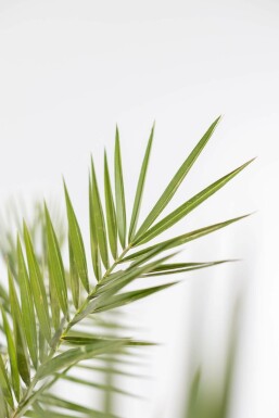 Phénix des Canaries Phoenix canariensis Arbuste 100-125 Pot Dattier des Canaries / Phoenix Canariensis Arbuste 100-125 cm