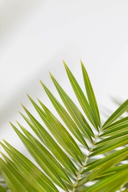 Phénix des Canaries Phoenix canariensis Arbuste 100-125 Pot Dattier des Canaries / Phoenix Canariensis Arbuste 100-125 cm