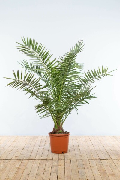 Dattier des Canaries / Phoenix Canariensis Arbuste 125-150 cm
