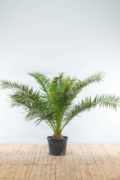 Dattier des Canaries / Phoenix Canariensis Arbuste 175-200 cm