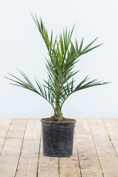 Dattier des Canaries / Phoenix Canariensis Arbuste 20-40 cm