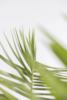 Phénix des Canaries Phoenix canariensis Arbuste 20-40 Pot Dattier des Canaries / Phoenix Canariensis Arbuste 20-40 cm