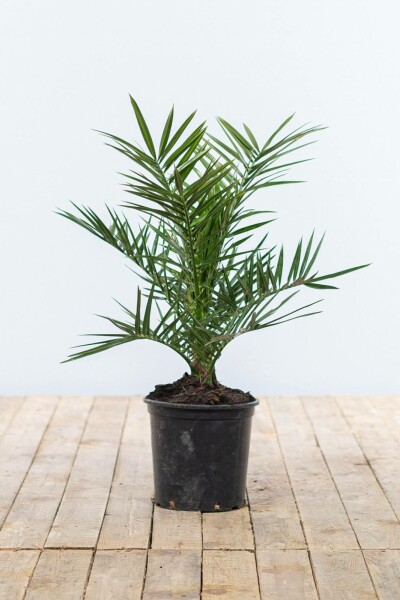 Dattier des Canaries / Phoenix Canariensis Arbuste 40-60 cm