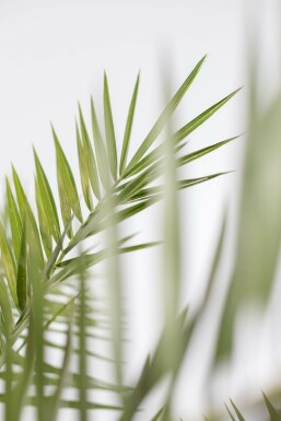 Phénix des Canaries Phoenix canariensis Arbuste 40-60 Pot Dattier des Canaries / Phoenix Canariensis Arbuste 40-60 cm