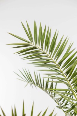 Dattier des Canaries / Phoenix Canariensis Arbuste 40-60 cm